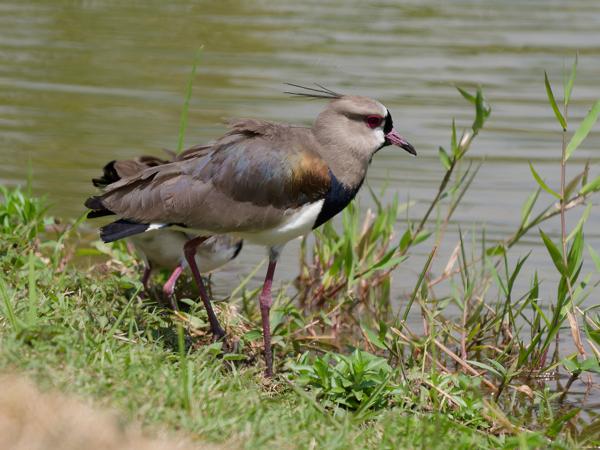 Chileense kievit (Vanellus chilensis)